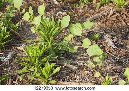 Stock Image - Weed among cotton seedlings in a no till field; England, Arkansas, United States of America. Fotosearch