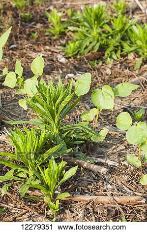 Weed among cotton seedlings in a no till field; England, Arkansas, United States of America View Large Photo Image Stock Image - Weed among cotton seedlings in a no till field; England, Arkansas, United States of America. Fotosearch