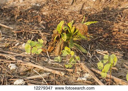 Stock Photo - Weed among cotton seedlings in a no till field; England, Arkansas, United States of America. Fotosearch