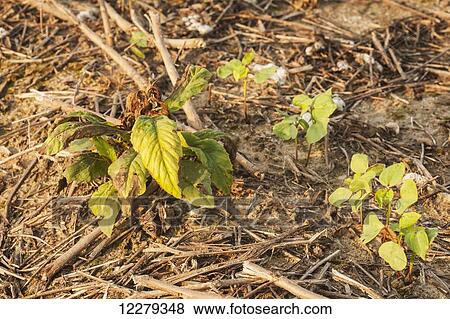 Stock Photo - Weed among cotton seedlings in a no till field; England, Arkansas, United States of America. Fotosearch