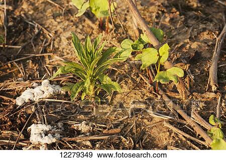 Stock Photo - Weed among cotton seedlings in a no till field; England, Arkansas, United States of America. Fotosearch