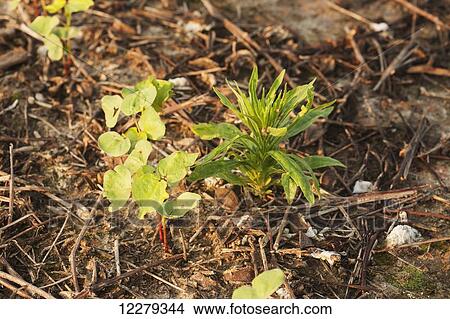 Weed growing in cotton field; England, Arkansas, United States of America View Large Photo Image Picture - Weed growing in cotton field; England, Arkansas, United States of America. Fotosearch