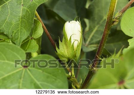 White bloom of cotton; England, Arkansas, United States of America View Large Photo Image Stock Photography - White bloom of cotton; England, Arkansas, United States of America. Fotosearch