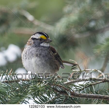 White-Throated Sparrow (Zonotrichia albicollis); Ontario, Canada View Large Photo Image Stock Image - White-Throated Sparrow (Zonotrichia albicollis); Ontario, Canada. Fotosearch