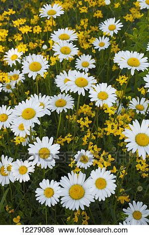 Stock Photo - Wild Ox-Eye Daisies (Leucanthemum vulgare); Waterloo, Quebec, Canada. Fotosearch