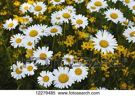 Wild Oxeye daisies (Leucanthemum vulgare); Waterloo, Quebec, Canada View Large Photo Image Stock Photography - Wild Oxeye daisies (Leucanthemum vulgare); Waterloo, Quebec, Canada. Fotosearch