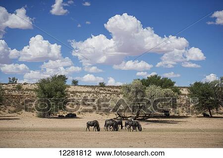 Stock Image - Wildebeest in Khalagadi Transfrontier Park; South Africa. Fotosearch