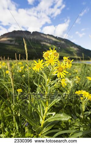 Yellow Wildflowers Growing On Hallo Bay, Katmai Naional Park, Alaska Peninsula; Southwest Alaska, United States Of America View Large Photo Image Stock Photograph - Yellow Wildflowers Growing On Hallo Bay, Katmai Naional Park, Alaska Peninsula; Southwest Alaska, United States Of America. Fotosearch