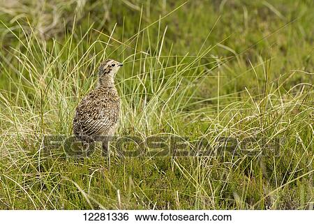 Young Red Grouse (Lagopus lagopus scotica) chick on moorland in early summer; Yorkshire, England View Large Photo Image Stock Photograph - Young Red Grouse (Lagopus lagopus scotica) chick on moorland in early summer; Yorkshire, England. Fotosearch