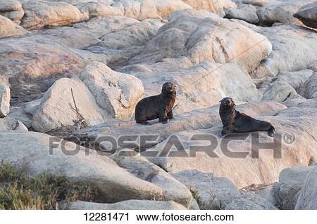 Stock Image - Young seal pups, Namakwaland National Park; South Africa. Fotosearch