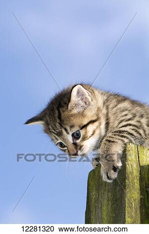 Young tabby kitten playing outside; United Kingdom View Large Photo Image Stock Image - Young tabby kitten playing outside; United Kingdom. Fotosearch