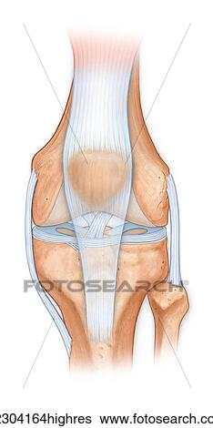 正常 解剖學 的 The 膝關節 股骨 脛骨 腓骨 髕骨 由于 髕骨 腱 Cruciate 韌帶 新月 Acl Mcl 相片 highres Fotosearch