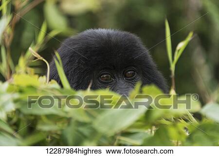 Stock Photograph - A baby Eastern gorilla (Gorilla beringei beringei) peeps over a leafy bush in the forest with face and eyes of the gorilla in focus with the leaves blurred; Nkuli, Western Province, Rwanda. Fotosearch
