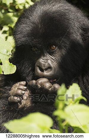 Stock Photograph - A baby Eastern gorilla (Gorilla beringei beringei) in dappled sunshine looks upwards with both its hands in front of its face, sitting in the forest surrounded by leaves; Nkuli, Western Province, Rwanda. Fotosearch