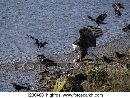 Stock Photograph - A bald eagle (Haliaeetus leucocephalus) eats a salmon beside the riverwalk; Astoria, Oregon, United States of America. Fotosearch