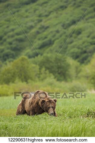 A battle-scarred brown bear boar grazes in tall grasses in Katmai National Park & Preserve, Alaska. View Large Photo Image Stock Photograph - A battle-scarred brown bear boar grazes in tall grasses in Katmai National Park & Preserve, Alaska.. Fotosearch