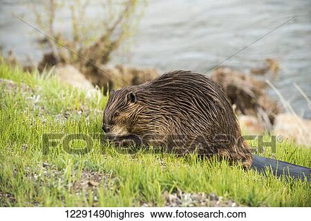 Stock Photograph - A beaver grazes along the roadside in Yellowstone National Park; Wyoming, United States of America. Fotosearch
