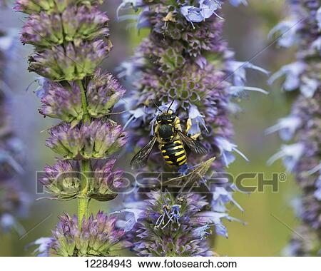A bee fuels up on nectar from flowers in a garden; Astoria, Oregon, United States of America View Large Photo Image Stock Image - A bee fuels up on nectar from flowers in a garden; Astoria, Oregon, United States of America. Fotosearch