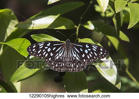 A black and blue butterfly resting on a leaf; Queensland, Australia View Large Photo Image Stock Photograph - A black and blue butterfly resting on a leaf; Queensland, Australia. Fotosearch
