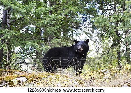 Stock Photograph - A black bear (Ursus Americanus) in the trees; Salmon Arm, British Columbia, Canada. Fotosearch