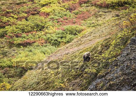 Stock Photograph - A brown bear browses in Igloo Pass in autumn, Denali National Park & Preserve, Alaska.. Fotosearch