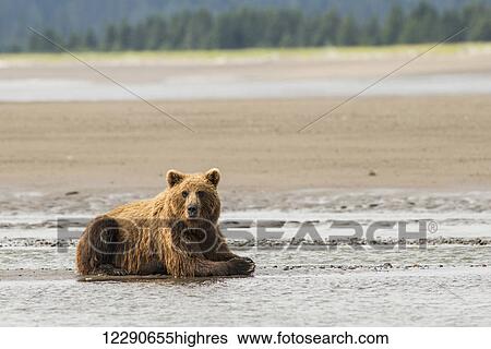 Stock Photograph - A brown bear resting in the mudflats near Silver Salmon Creek, Lake Clark National Park & Preserve, Alaska.. Fotosearch