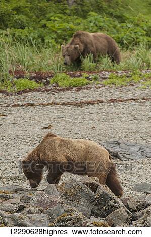A brown bear sow and boar forage for food along the shore in Kukak Bay, Katmai National Park & Preserve, Alaska. View Large Photo Image Stock Photograph - A brown bear sow and boar forage for food along the shore in Kukak Bay, Katmai National Park & Preserve, Alaska.. Fotosearch