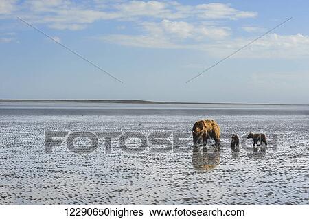 Stock Photograph - A brown bear sow and her cubs wander across the mudflats at low tide in search of clams, Lake Clark National Park & Preserve, Alaska.. Fotosearch