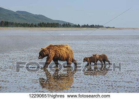 Stock Photograph - A brown bear sow and her cubs wander across the mudflats at low tide in search of clams, Lake Clark National Park & Preserve, Alaska.. Fotosearch