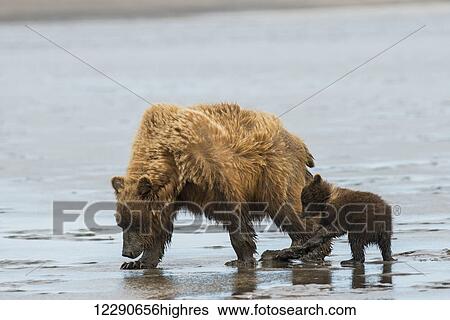 Stock Photograph - A brown bear sow and her spring cub hunt for clams in low tide, Lake Clark National Park & Preserve, Alaska.. Fotosearch