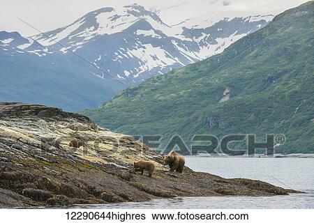 A brown bear sow and her yearling cubs forage the shoreline for food in Kukak Bay, Katmai National Park & Preserve, Alaska. View Large Photo Image Stock Photograph - A brown bear sow and her yearling cubs forage the shoreline for food in Kukak Bay, Katmai National Park & Preserve, Alaska.. Fotosearch