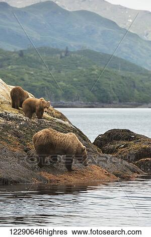 A brown bear sow and her yearling cubs forage the shoreline for food in Kukak Bay, Katmai National Park & Preserve, Alaska. View Large Photo Image Stock Photograph - A brown bear sow and her yearling cubs forage the shoreline for food in Kukak Bay, Katmai National Park & Preserve, Alaska.. Fotosearch