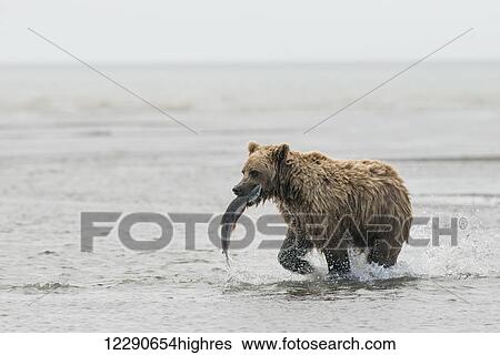 Stock Photograph - A brown bear sow hauls away a coho (silver) salmon in Lake Clark National Park & Preserve, Alaska.. Fotosearch