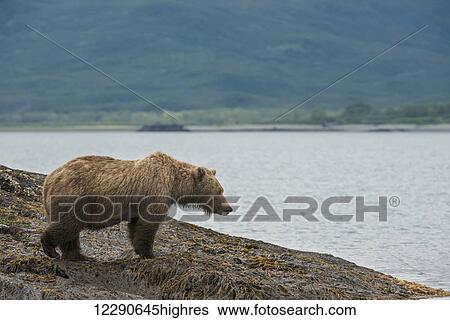 Stock Photograph - A brown bear sow looks out onto the water in Kukak Bay, Katmai National Park & Preserve, Alaska.. Fotosearch