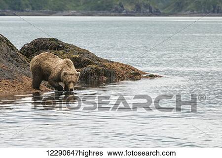 Stock Photograph - A brown bear sow prepares to enter the water for a swim in Kukak Bay, Katmai National Park & Preserve.. Fotosearch