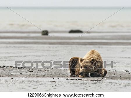 Stock Photograph - A brown bear sow rests on a gravel bar while watching for coho (silver) salmon in Lake Clark National Park & Preserve, Alaska.. Fotosearch