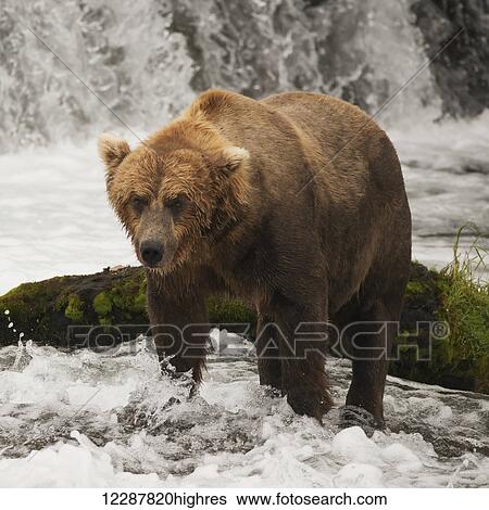 A brown bear (ursus arctic) standing in front of a moss covered rock in Brooks River, fishing for salmon just below Brooks Falls; Alaska, United States of America View Large Photo Image Stock Photograph - A brown bear (ursus arctic) standing in front of a moss covered rock in Brooks River, fishing for salmon just below Brooks Falls; Alaska, United States of America. Fotosearch