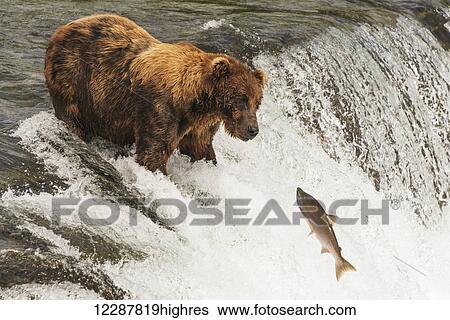 A brown bear (ursus arctic) with a scar on it's back staring at a salmon just feet away from it's mouth, Brooks Falls; Alaska, United States of America View Large Photo Image Stock Photograph - A brown bear (ursus arctic) with a scar on it's back staring at a salmon just feet away from it's mouth, Brooks Falls; Alaska, United States of America. Fotosearch