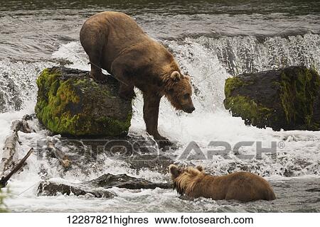A brown bear (ursus arctos) climbing down a moss covered rock in Brooks River while fishing for salmon, with another bear watching from below; Alaska, United States of America View Large Photo Image Stock Photograph - A brown bear (ursus arctos) climbing down a moss covered rock in Brooks River while fishing for salmon, with another bear watching from below; Alaska, United States of America. Fotosearch