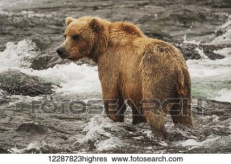 Stock Photograph - A brown bear (ursus arctos) fishing along the shallow rapids of Brooks River with it's head turned looking for fish; Alaska, United States of America. Fotosearch