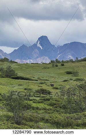 Stock Image - A Brown Bear (Ursus arctos) forages in Sable Pass, Denali National Park; Alaska, United States of America. Fotosearch