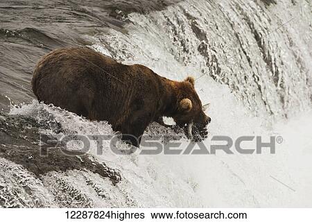 Stock Photograph - A brown bear (ursus arctos) standing at the top of the waterfall and holding a fresh caught salmon in it's mouth at Brooks Falls; Alaska, United States of America. Fotosearch