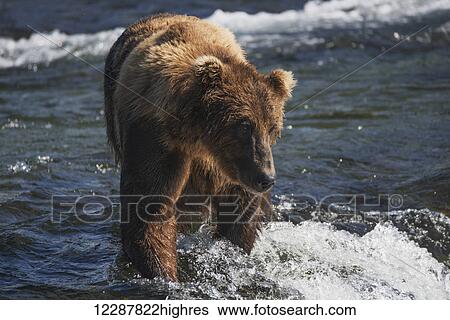Stock Photograph - A brown bear (ursus arctos) walking and fishing along the shallow rapids of Brooks River; Alaska, United States of America. Fotosearch