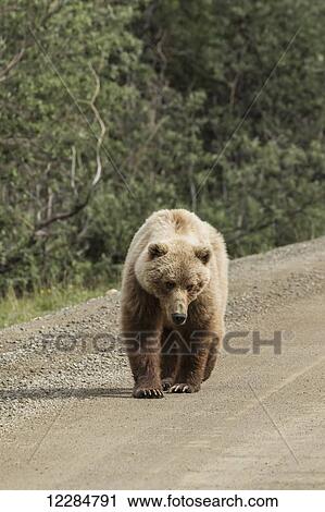 Stock Image - A Brown Bear (Ursus arctos) walks the road in Denali National Park; Alaska, United States of America. Fotosearch