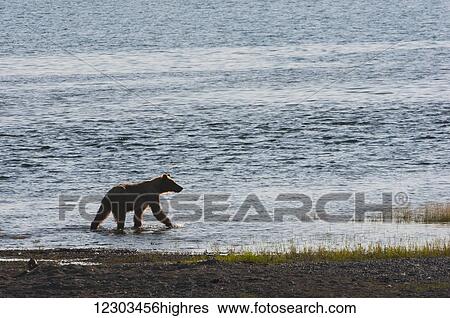 Stock Photograph - A brown bear wades in a salmon stream, Katmai National Park, Southwest Alaska, early summer. Fotosearch