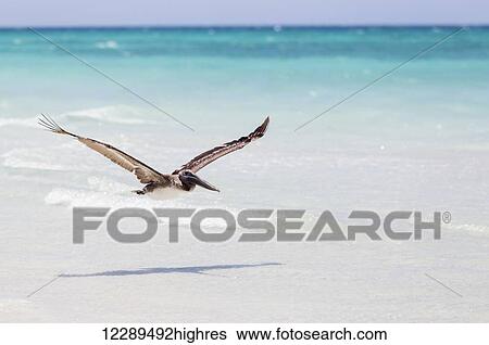 Stock Photograph - A brown pelican (Pelecanus occidentalis) flying low above the white sand beach with the blue water, Caribbean in the summer; Varadero, Cuba. Fotosearch