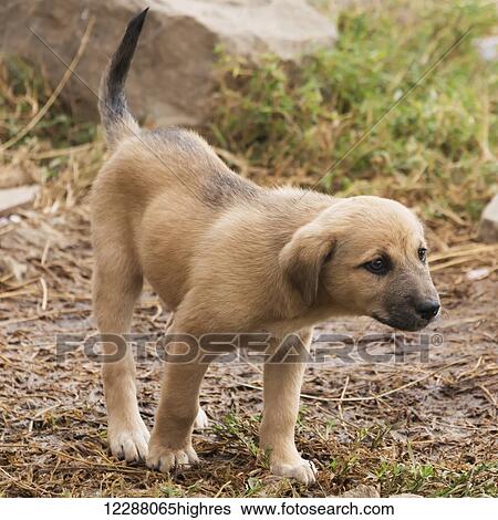 Stock Photograph - A brown puppy with a black muzzle is stretching its head forwards beside a pile of rocks, looking for something off camera; Kenya. Fotosearch