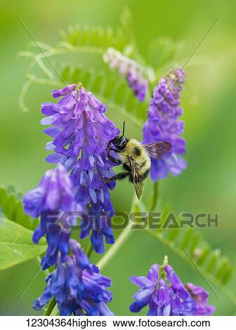 Stock Photograph - A bumble bee resting on a purple wildflower; Ontario, Canada. Fotosearch