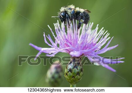 Stock Photograph - A bumble bee resting on a purple wildflower; Ontario, Canada. Fotosearch