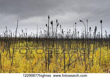 A burnt spruce forest along the Dalton Highway north of the Yukon River, Alaska. View Large Photo Image Stock Photograph - A burnt spruce forest along the Dalton Highway north of the Yukon River, Alaska.. Fotosearch